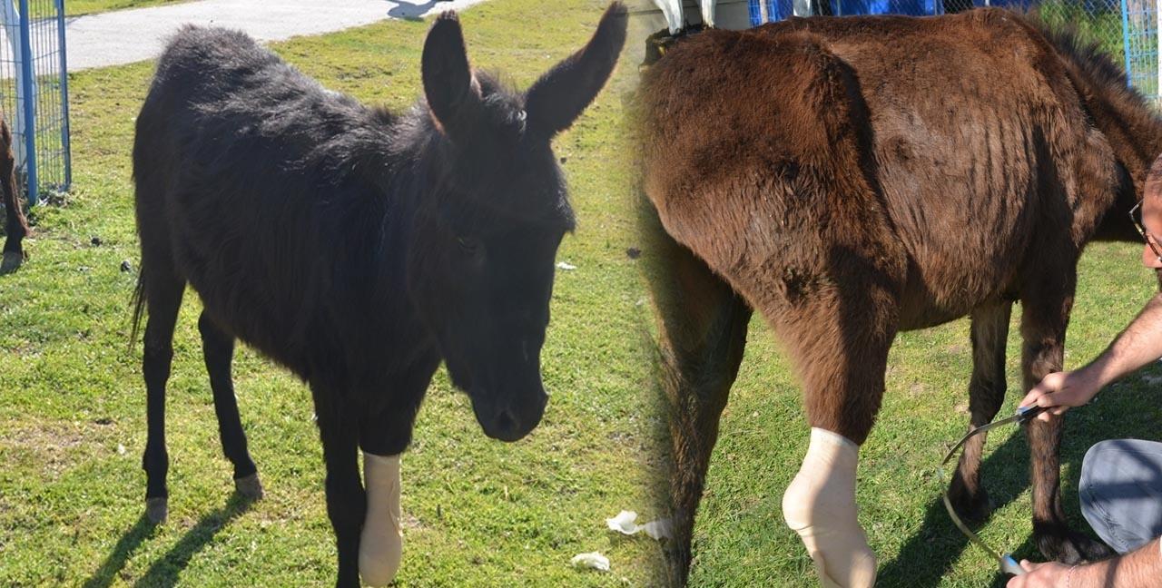 Ayağı kırılsa da ölüme terketmediler! Artık 3 nala koşuyor