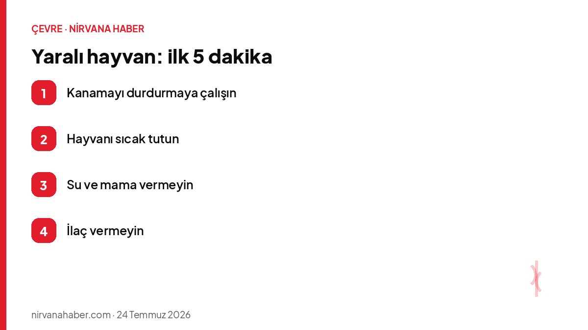Yaralı hayvan: ilk 5 dakika