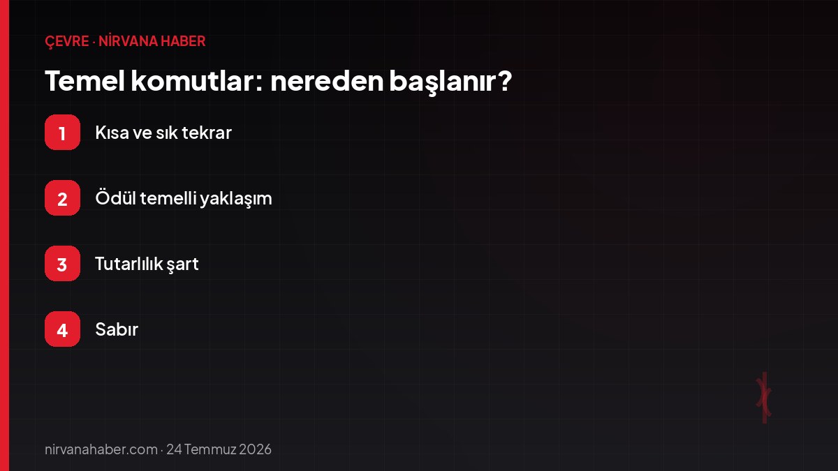 Temel komutlar: nereden başlanır?