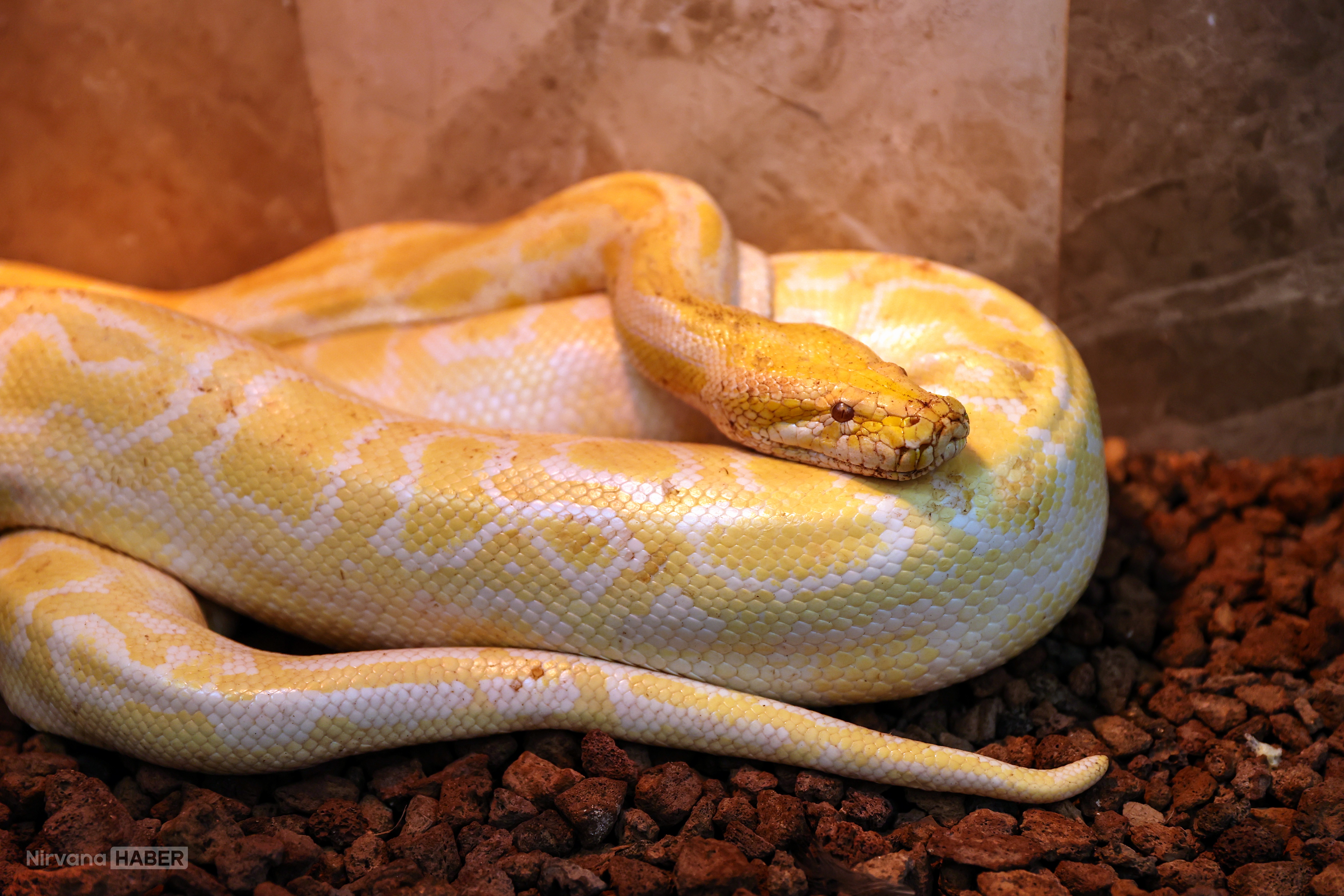 AVM’de fark edildi, Türkiye ayağa kalktı: Albino dev piton Konya’da!