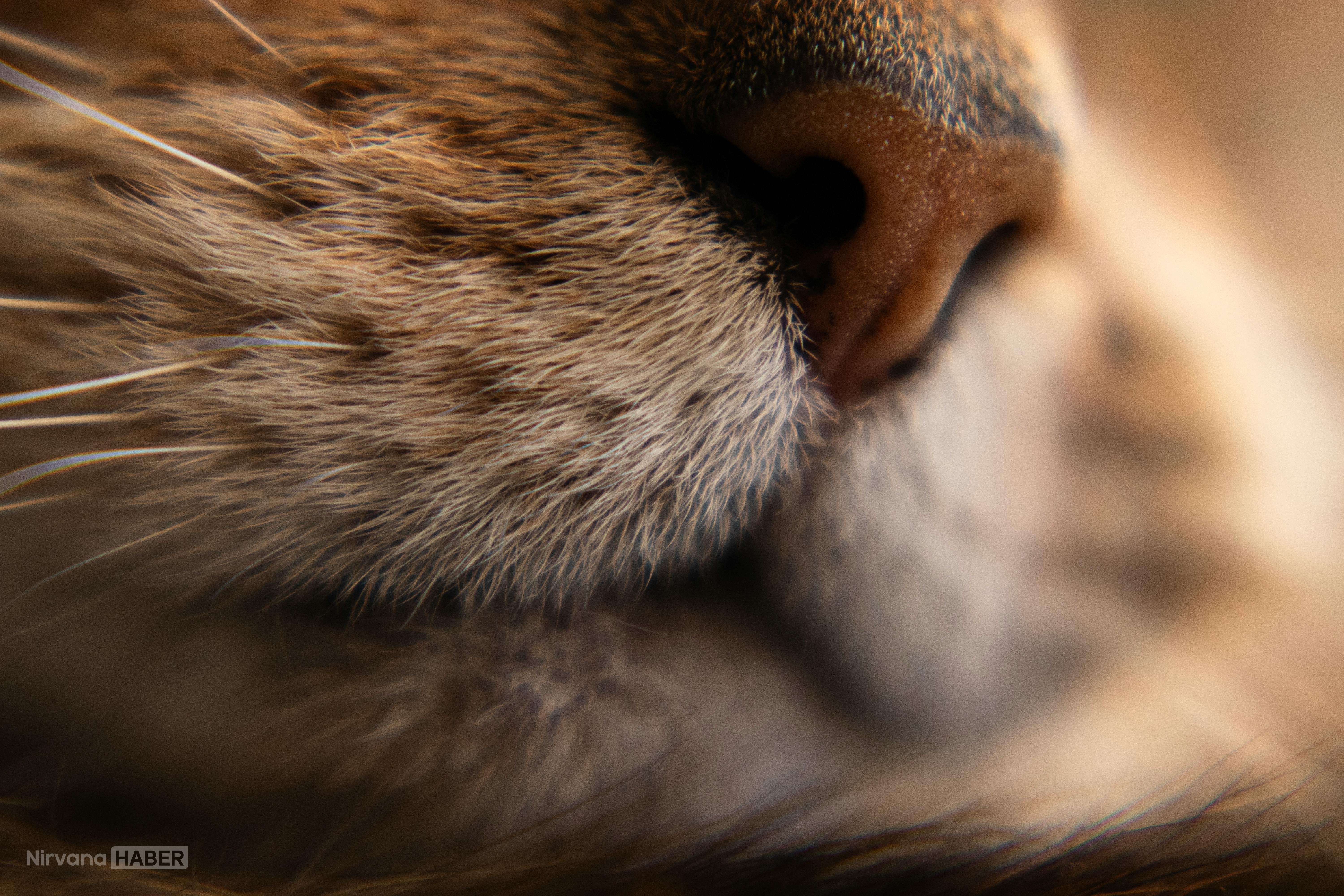 pexels-reinis-bruzitis-2153679369-37204872.jpg