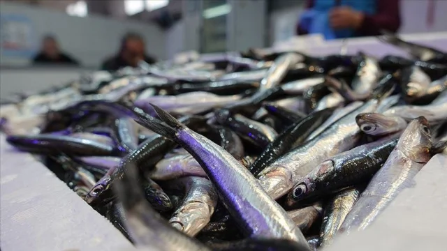 Ordu’da Hamsi Bereketi: Tezgahlar Doldu, Fiyatlar Düştü!