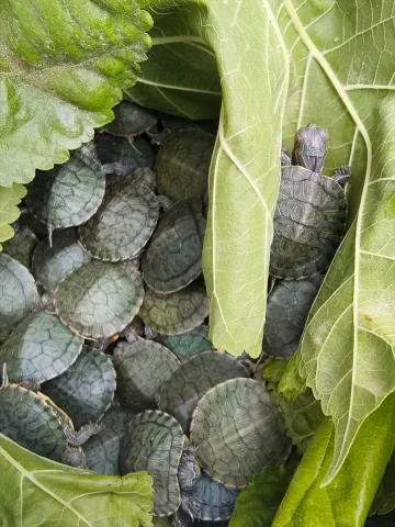 Bolu'da yolcu otobüsünde 500 kırmızı benekli su kaplumbağası...