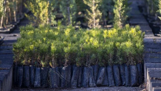 Yeşil Vatan Seferberliği Başladı: 1 Yılda 550 Milyon Fidan Toprakla Buluşacak