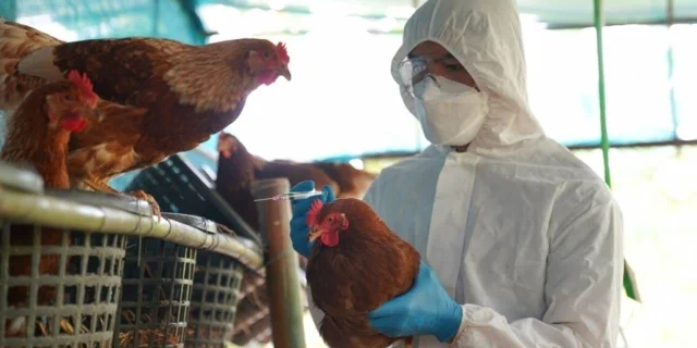 Belçika’da Kuş Gribi Alarmı: Kümes Hayvanlarına Kapalı Alan Zorunluluğu Getirildi