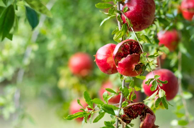 Antalya nar üretiminde ve ihracatında lider konumda
