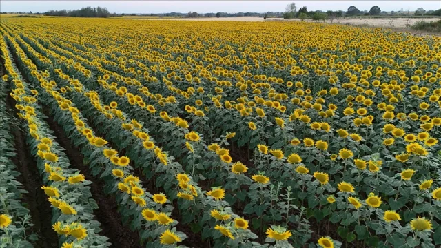 Rusya ayçiçeği yağı ve tohumunda ihracat vergisini uzattı