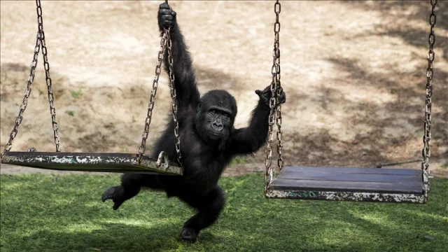 Avrupa gorili Zeytin Türkiye’de kalacak