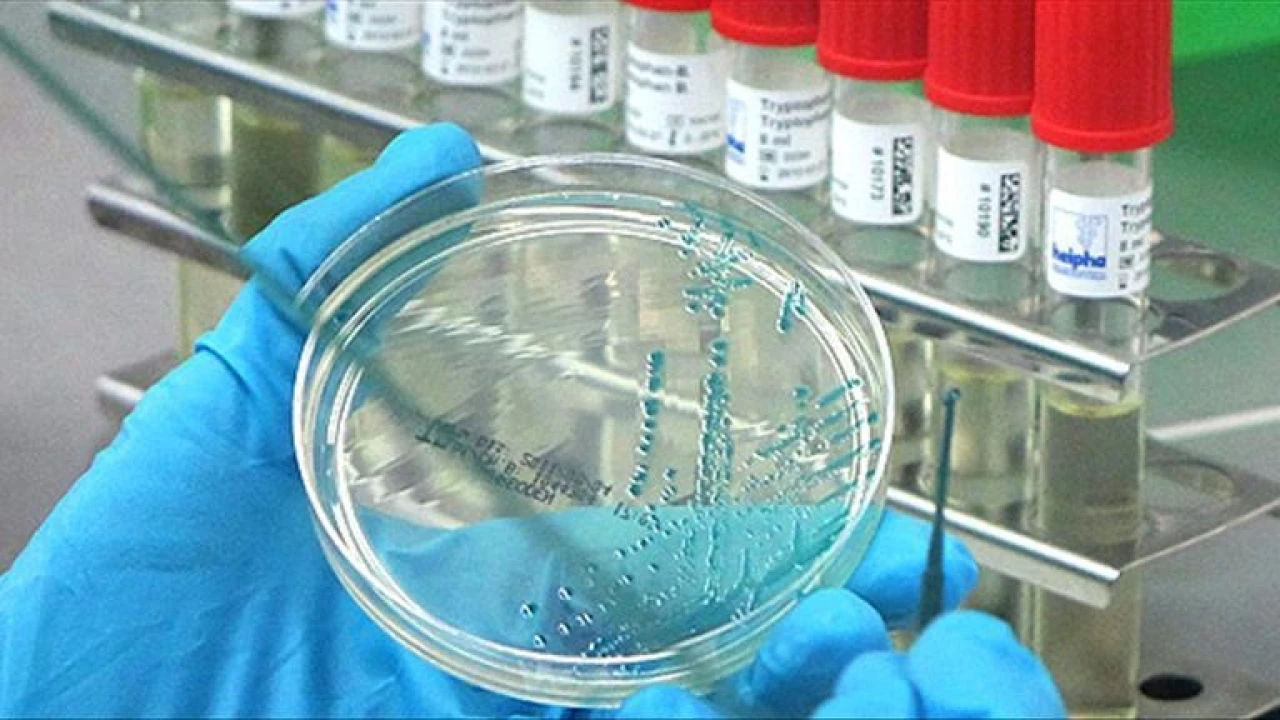 Almanya'da kuş gribi alarmı: 180 binden fazla kümes hayvanı itlaf edildi