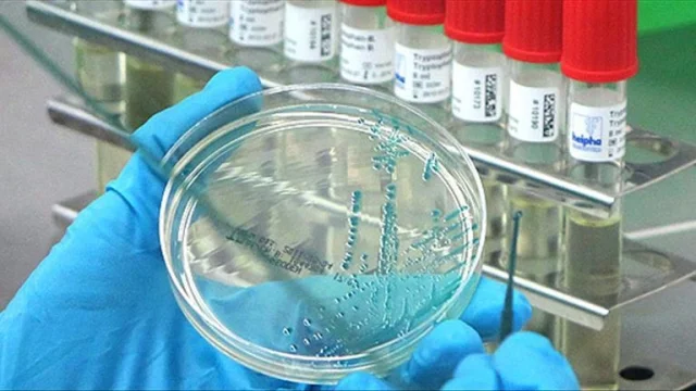 Almanya'da kuş gribi alarmı: 180 binden fazla kümes hayvanı...