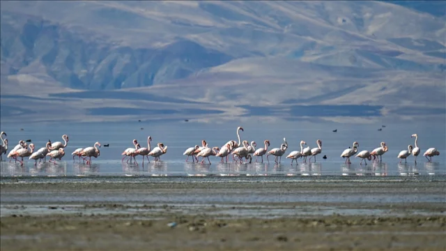 Erçek Gölü’nde Çekilme Endişe Veriyor: 30 Yılda 6 Kilometrek...
