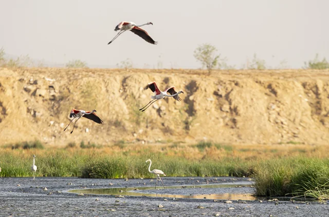 Tunus'ta Kimya Tesisinden Yayılan Kirlilik Protesto Edildi