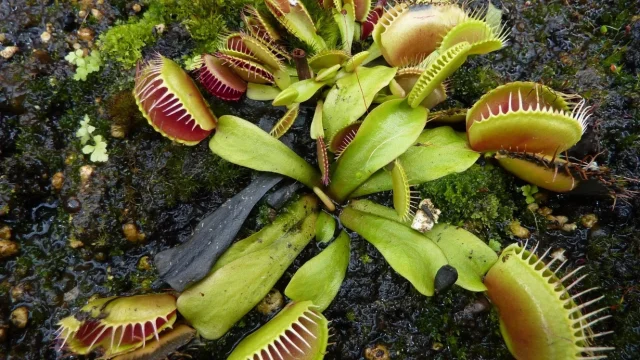 Et Yiyen Bitkinin Gizemi Çözüldü!