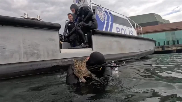 Haliç’te Beton Blokların Altında Mahsur Kalan Kedi Dalgıç Po...