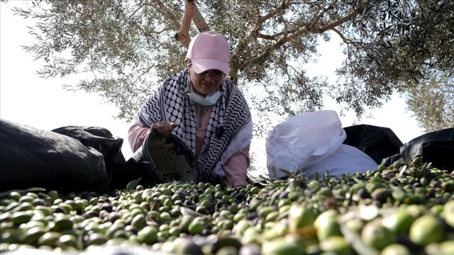 Zeytin hasadı yapan Filistinlilere saldırı: İsrailliler 3 ki...