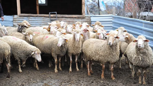 Aydın Nazilli'de Şap Hastalığı Nedeniyle 34 Mahalle Karantin...