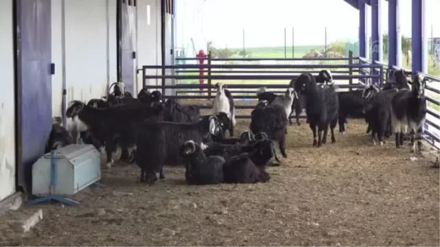 Çorum'da Hayvan Otlatma Kavgası Kanlı Bitti