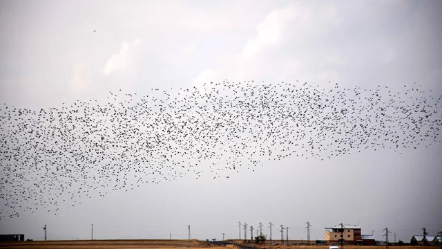 Doğa Takvimi: Kuş Göçü ve Pastırma Yazı Başlıyor