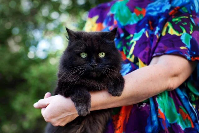 Kediler: Tarihten Günümüze İnsanların Gizemli Dostları