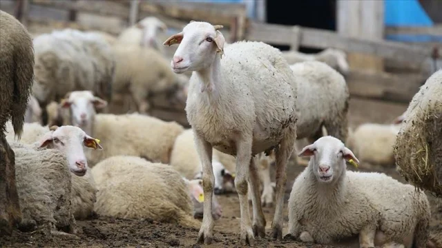 Hayvancılığa yeni destek dönemi: Aile işletmeleri için sınır...