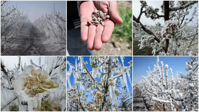 Zirai dondan etkilenen üreticilere 1,7 milyar lira yeni dest...