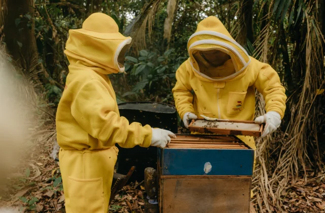 Ordu balı İngiltere yolunda: 8,8 ton ihracat gerçekleştirild...
