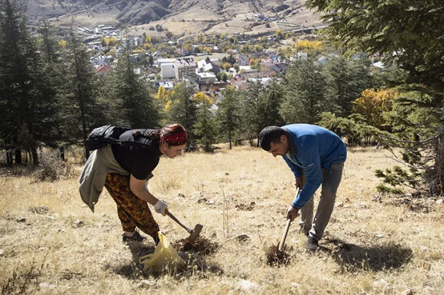 Tunceli'de meşe palamudu ekimiyle doğa yeşeriyor