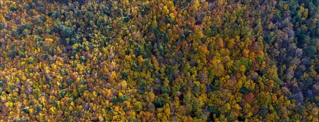 BM: 'Ormanların Geleceği İklim Krizinin Tehdidi Altında'
