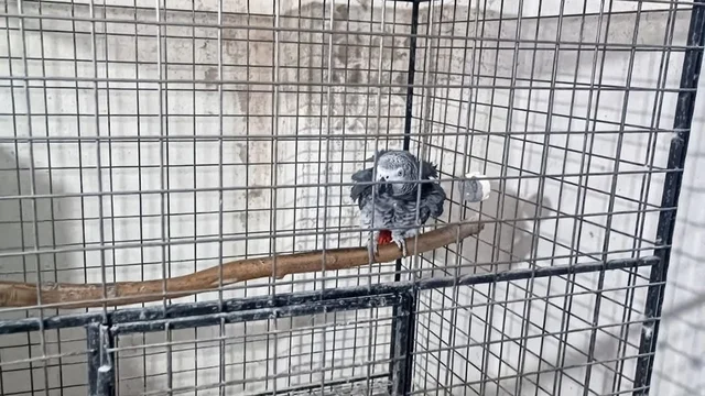 Tekirdağ'da Yasa Dışı Yollardan Getirilen 7 Papağan ve 45 Ku...