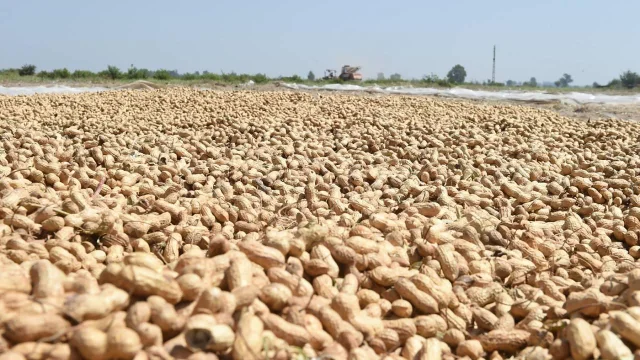 Şırnak'ta Yer Fıstığı Hasadı Başladı