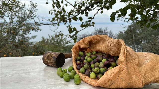 Milas Zeytin Hasat Şenliği Euromos'ta Yapıldı