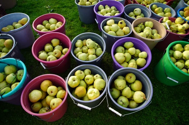 Edirne'de Devlet Destekli Meyve Bahçeleri Çiftçiye Gelir Sağ...