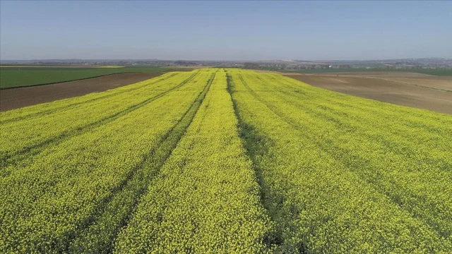 Edirne'de Yağışlar Kanola Üreticisinin Yüzünü Güldürdü