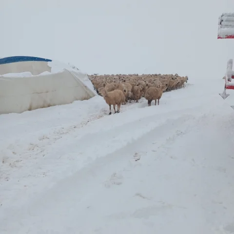 Sivas Kangal'da Çadır Çöktü: Kar Ağırlığı 8 Koyunu Öldürdü