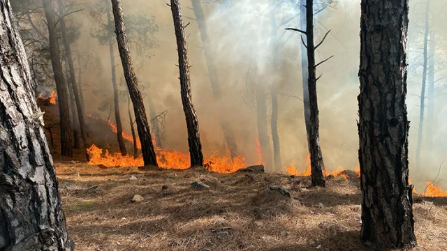 Muğla'da orman yangını: Seydikemer'de alevler söndürüldü