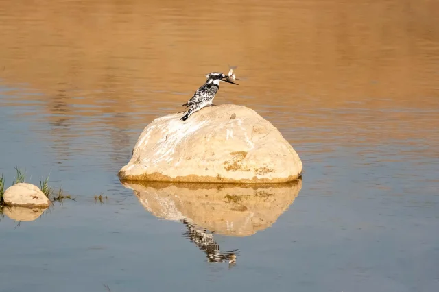 Adıyaman'da Alaca Yalıçapkını görüntülendi: İlk kez kaydedil...