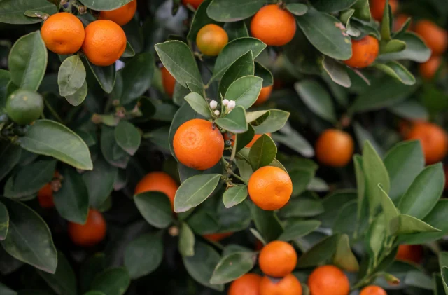 Mandalina ihracatında artış: 10 ayda 375 milyon dolara ulaşt...