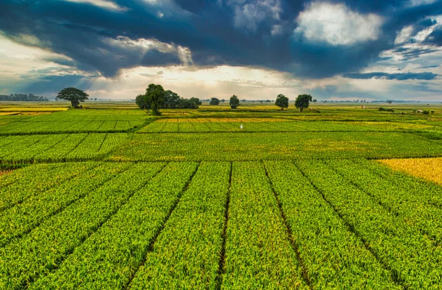 Çiftçinin maliyet yükü büyüyor: Tarım-GFE yıllık %34,6 arttı