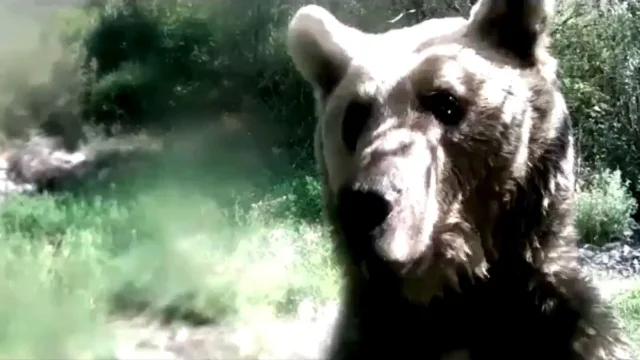 Ormanda yavrularıyla gezen ayı fotokapana saldırdı