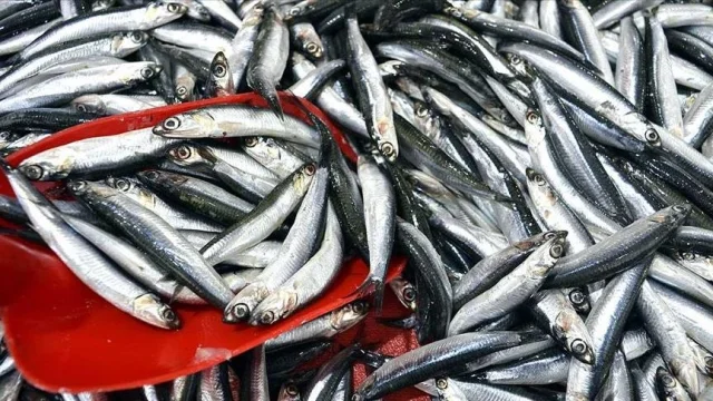 Hamsi ihracatı yüzde 20 arttı: Türkiye'den 12,8 milyon dolar...