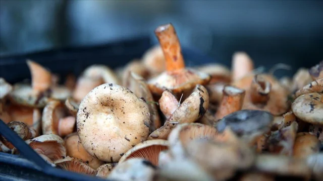 Dünyanın En Büyük Canlı Organizması: Mantar