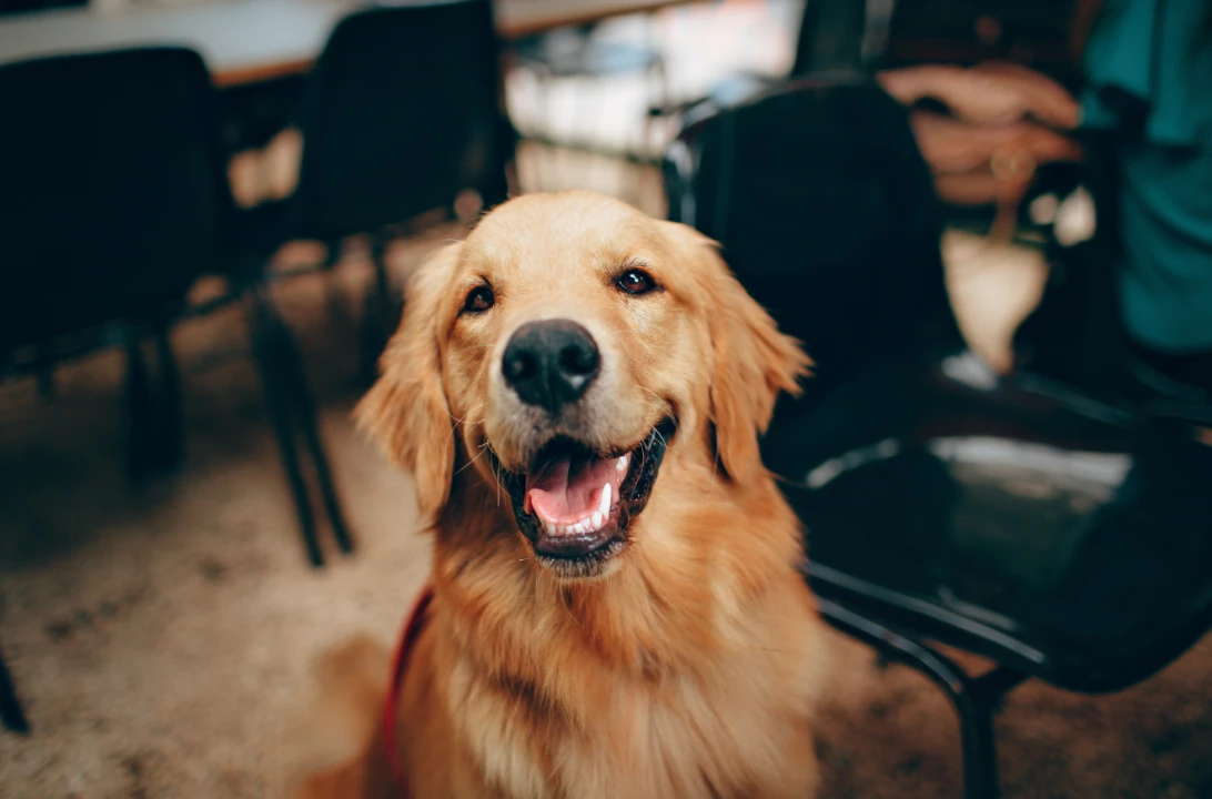 Golden retriever'lar, insanlarla benzer duyguları etkileyen genlere sahip