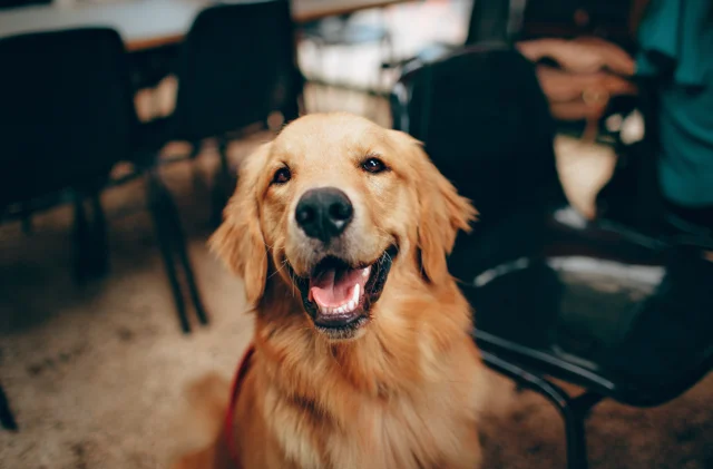 Golden retriever'lar, insanlarla benzer duyguları etkileyen...