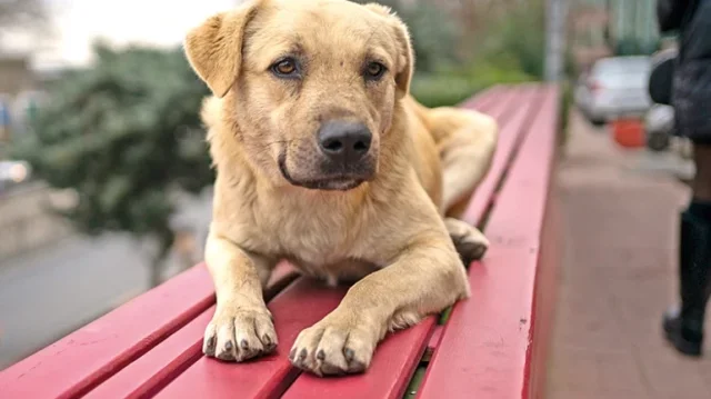 Samsun İlkadım'da 9 Köpek Çöp Kutusunda Ölü Bulundu: Valilik...