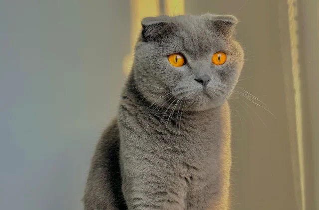 Kediler insanlarla ne zaman tanıştı? Bilim şaşırtıcı sonuçla...