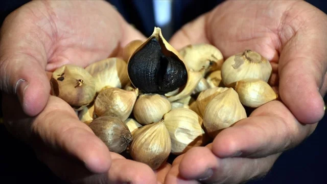 Taşköprü siyah sarımsağından doğal sabun üretildi