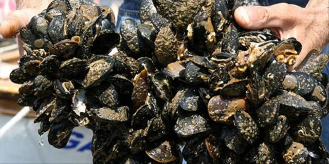 İstanbul'da kaçak midye avcılığı yapan kişiler yakalandı