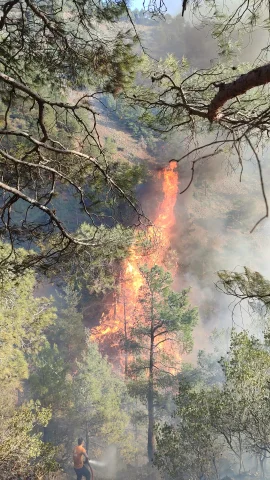 Hatay'da orman yangını çıktı