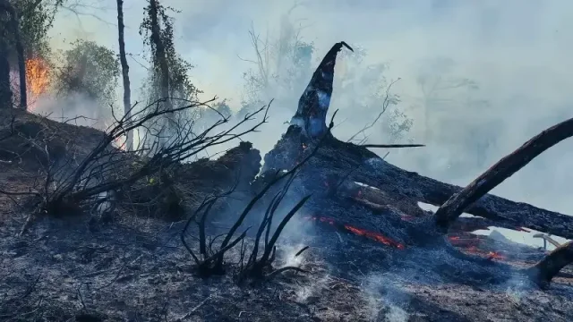 Artvin'de Örtü Yangını Ormana Yayıldı