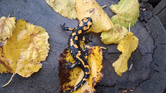 Adana Saimbeyli'de Nesli Tehlike Altındaki Sarı Benekli Semender Görüntülendi